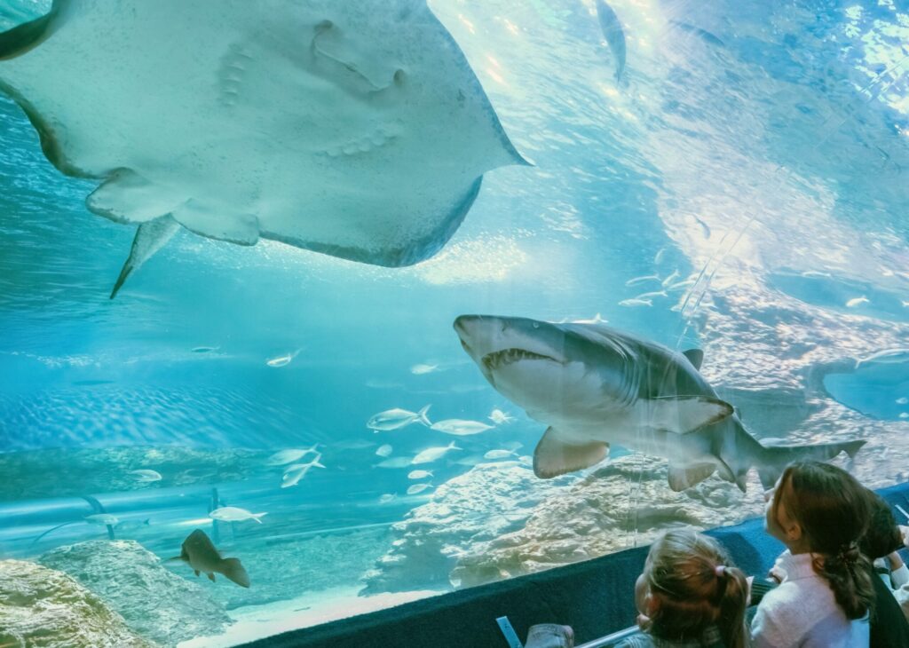 shark in AQWA tunnel